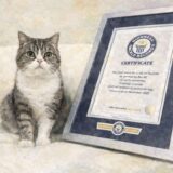 もちまる日記の飼い主の顔バレと本名！須崎天馬とされる3つの根拠を解説